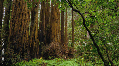 Redwood Forest - the giant trees in Calfornia