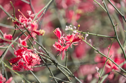 plum blossoming in spring, it is the only remaining last winter flower, is the earliest blooming flower in spring,kair tree and flowers, It shows struggle and pride,selective focus photo