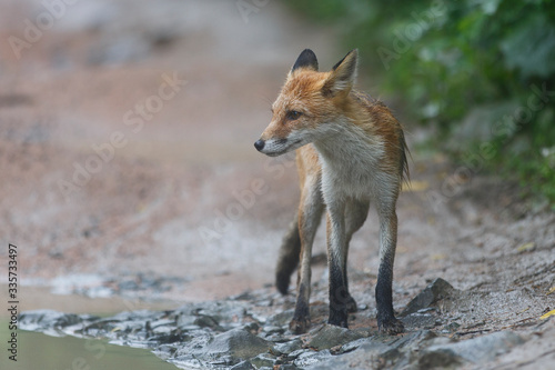 Young wild red fox. An exhausted fox stands on a dirt forest road and begs for food. © alexhitrov