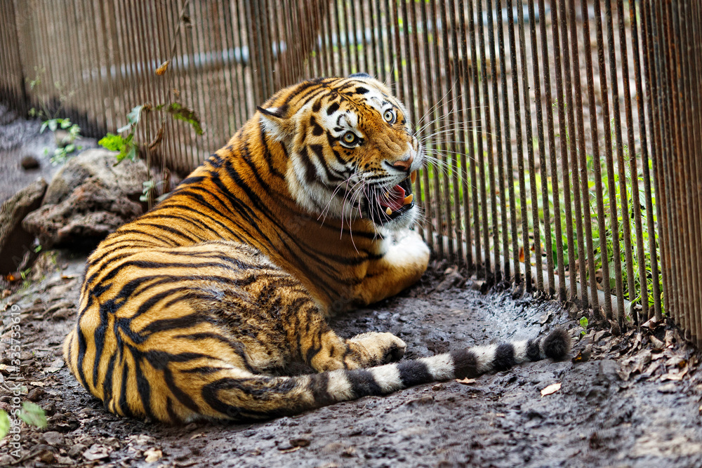 Amur tiger in captivity. The mature growling Amur tiger lies at the