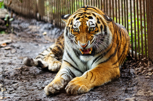 Fototapeta Naklejka Na Ścianę i Meble -  Amur tiger in captivity. The mature growling Amur tiger lies at the high strong metal rods of a large cage.