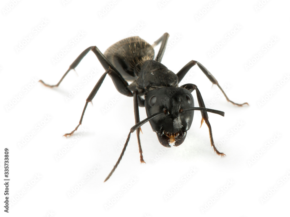 Black Ants Black Ants