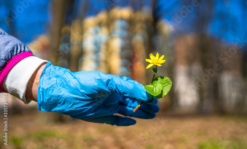 Hand in protective blue glove showing first spring flower to the camera. Blurred background with high building. Quarrantine time. Coronovirus epidemic. COVID-19 and coronavirus. Pandemic. photo