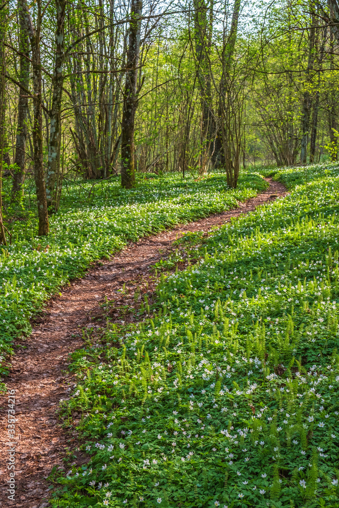 Winding path in the woodlands with flowerings wood anemones Winding path in the woodlands with flowerings wood anemones