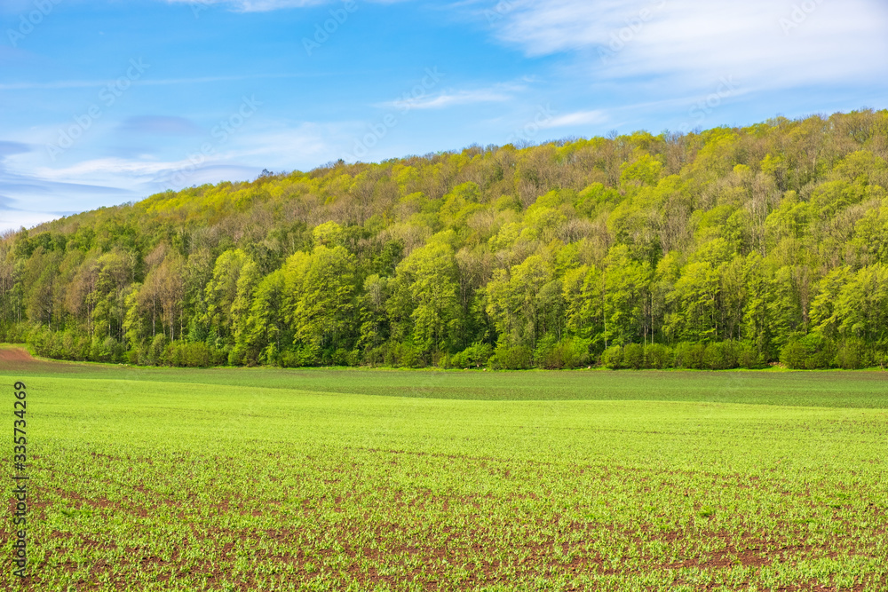Edge of forest at a field with growing crops