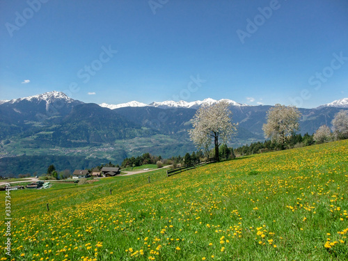 Blumenwiese im Frühling bei Vöran, Südtirol