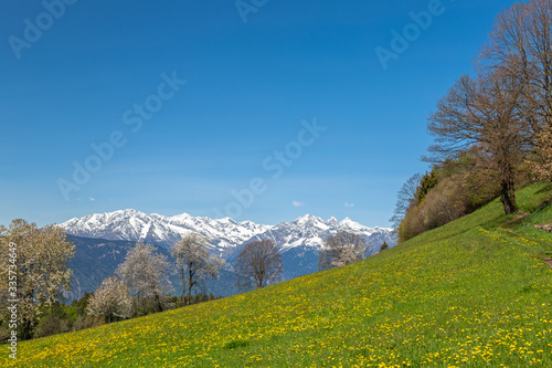 Blumenwiese im Frühling bei Vöran, Südtirol