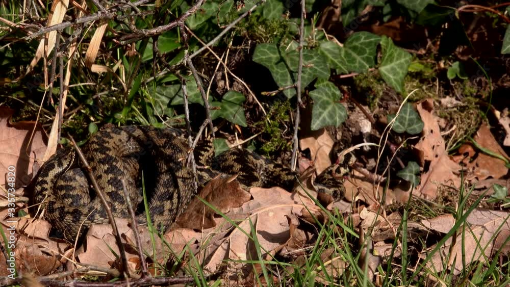 Adder snake in leaf littler close up England UK 4K Adder snake in leaf littler close up England UK 4K