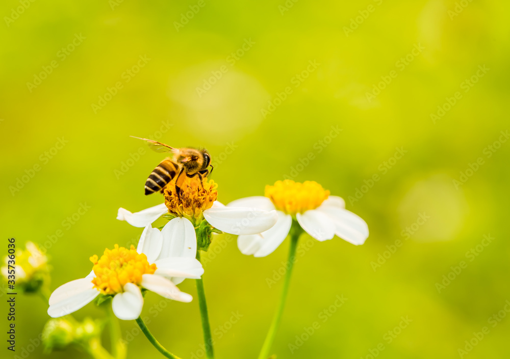 Bee eating pollen of flower on the tree, Chiangmai Thailand Bee eating pollen of flower on the tree, Chiangmai Thailand