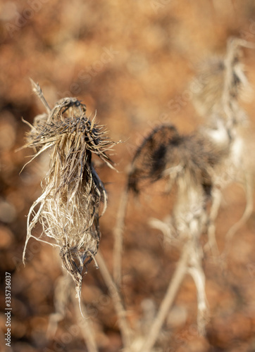 vertrocknete Distel