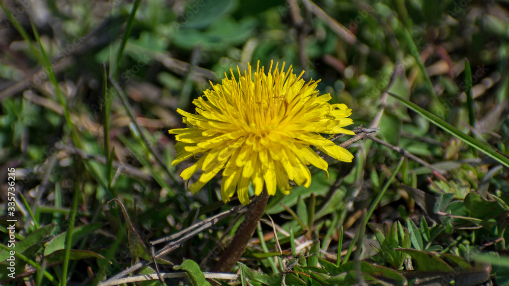 Yellow flower. Dandelion bloomed. Copy space. Close up photo. Plant with medicinal properties