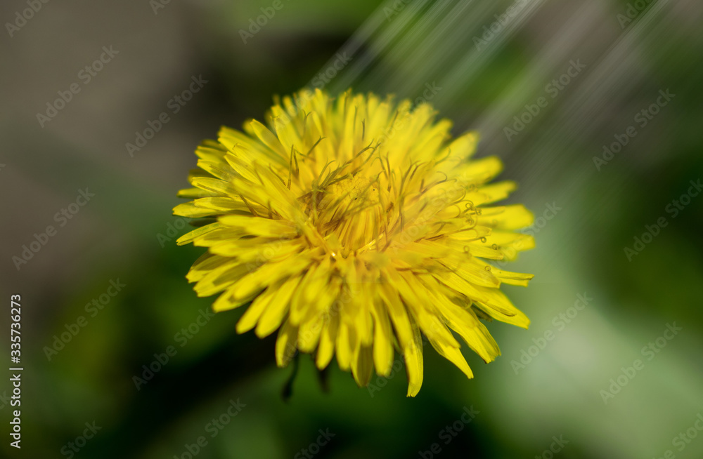 Yellow flower. Dandelion bloomed. Copy space. Close up photo. Plant with medicinal properties Yellow flower. Dandelion bloomed. Copy space. Close up photo. Plant with medicinal properties