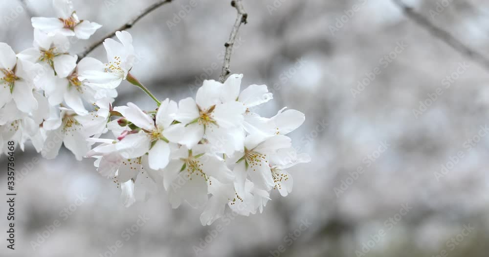 満開の桜 満開の桜