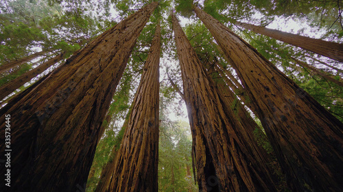 The Giant red Cedar trees at Redwoods National Park photo