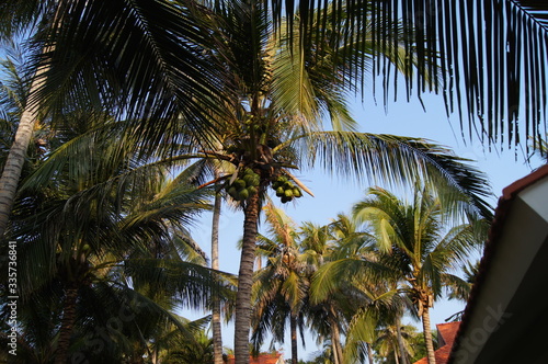 coconut palm tree © Екатерина Пашина