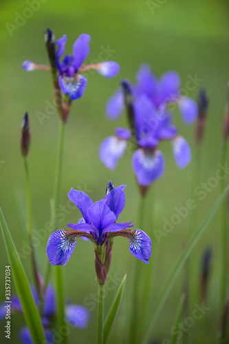 Fototapeta Naklejka Na Ścianę i Meble -  Blue Iris Across Green Grass