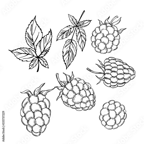 Hand drawn forest berry. BlackBerry. Vector sketch illustration