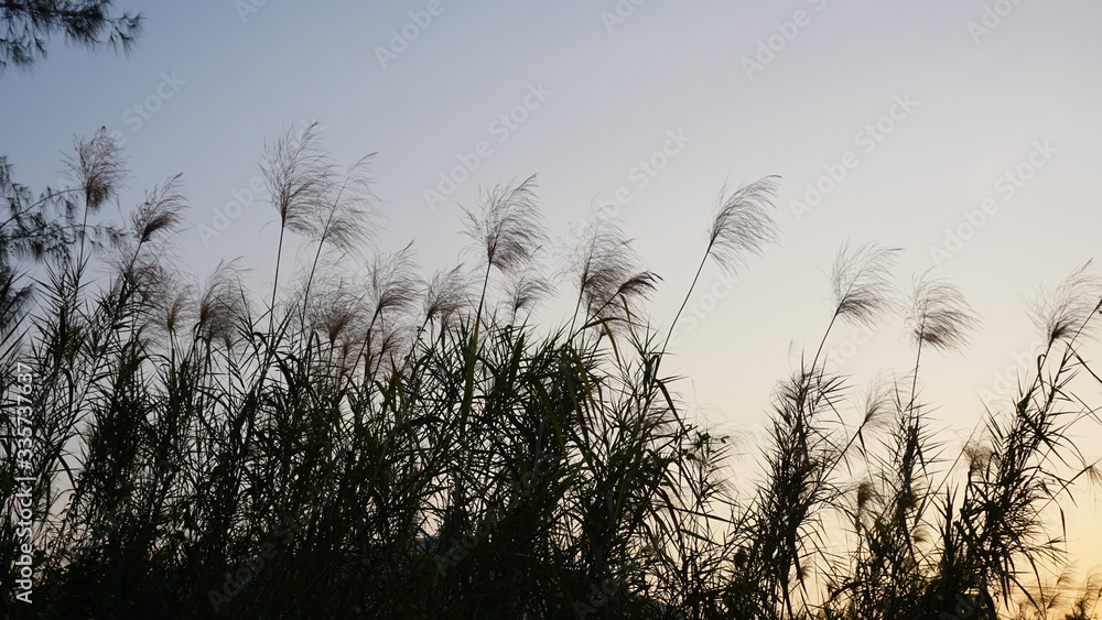 Obraz premium The Grass flowering at sunset