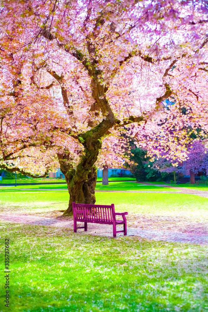 Empty Bright pink bench under beautiful pink cherry blossoms blooming at sunny empty park, sakura trees. No people in park.