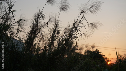 The Grass flowering at sunset