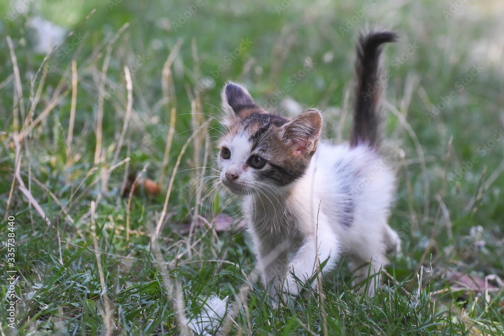 Fototapeta premium Curious little kitten play in the grass. Little kitty play outside 