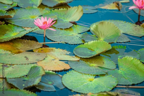 Red lotus flower in the pool