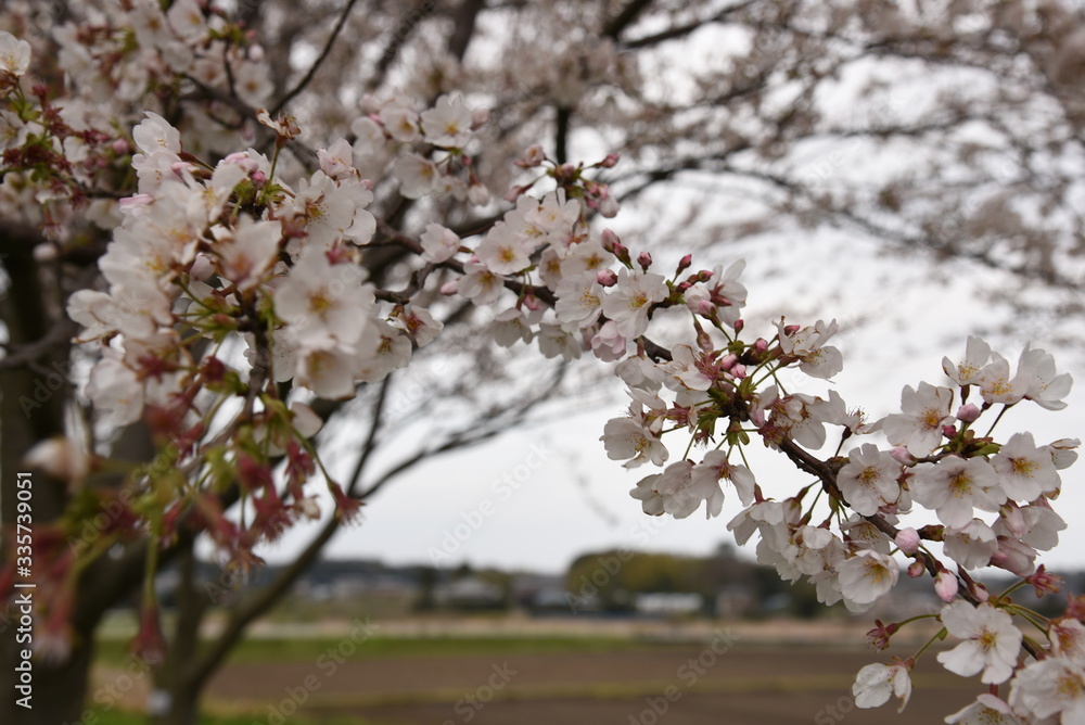 Fototapeta premium 桜