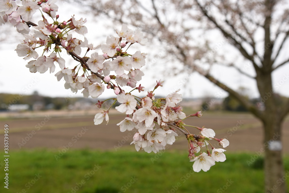 Naklejka premium 桜