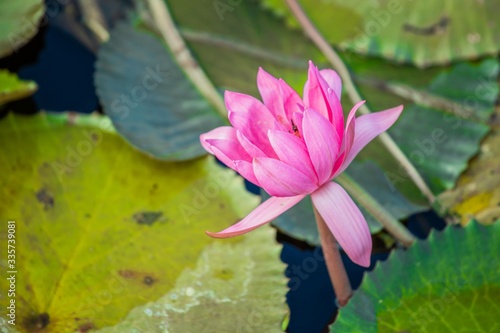 Red lotus flower in the pool