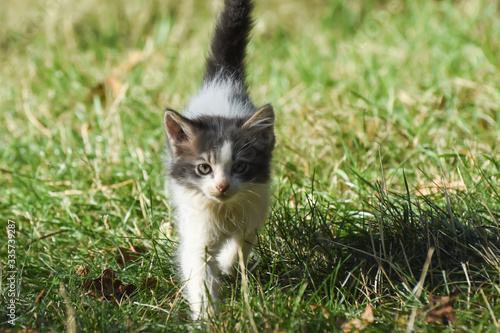 Curious little kitten play in the grass. Little kitty play outside 