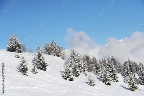 Winter scenery with pine trees and snowy slope 