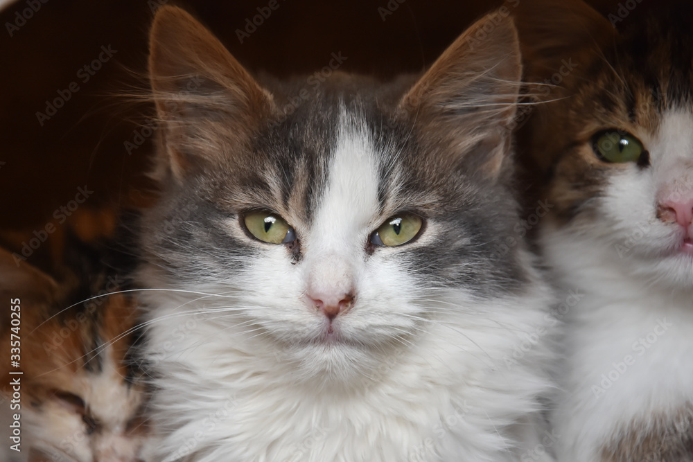 Portrait of a beautiful fluffy  cat. Kitten rest outside