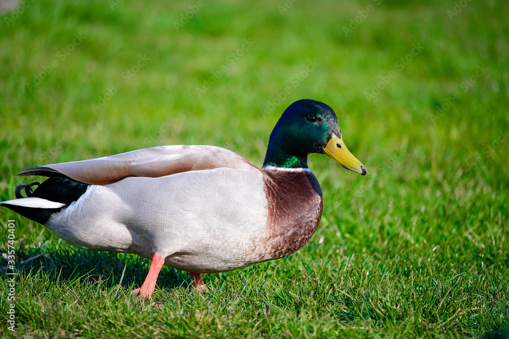 Adult Mallard Duck (Anas platyrhynchos) Adult Mallard Duck (Anas platyrhynchos)