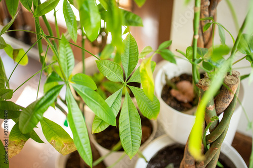 Fotografie A view of leaves from a money tree.