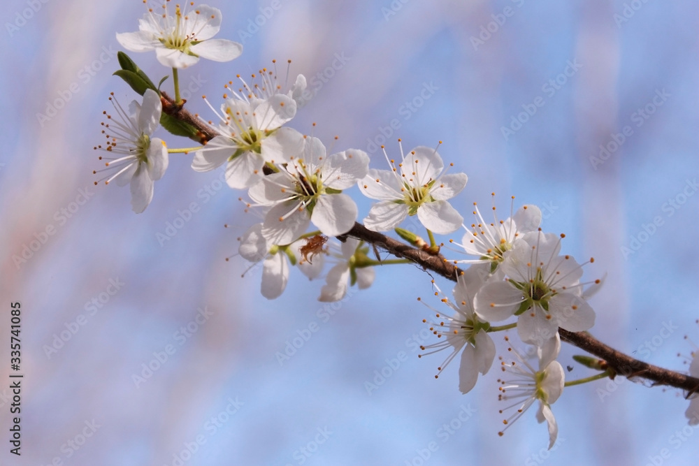 A lot of small white flowers on a tree and a blue sky in warm and sunny spring day A lot of small white flowers on a tree and a blue sky in warm and sunny spring day