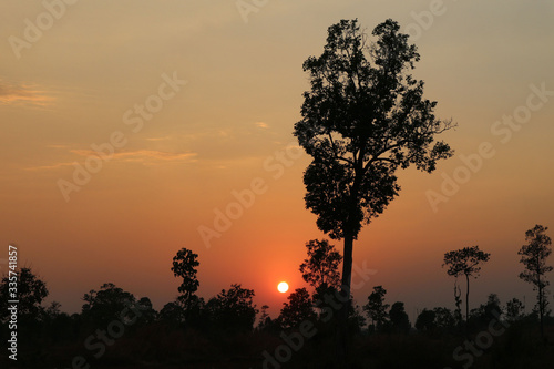 tree and colorful sky at sunset for background.