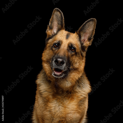 Portrait of Cute German Shepherd Dog Turning head on Isolated Black Background © seregraff