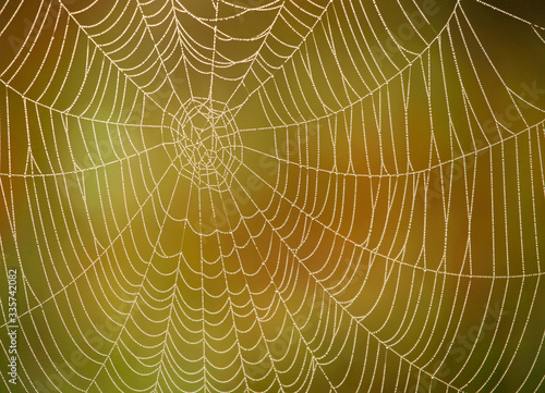 Beautiful spider web in the morning light with shimmering dewdrops like diamonds.