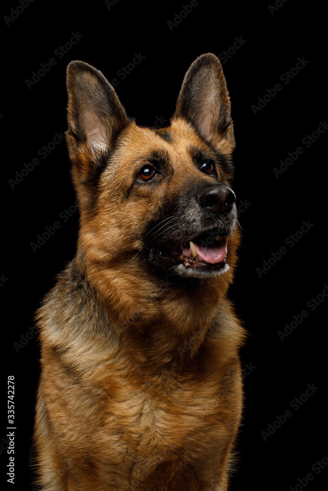 Portrait of Cute German Shepherd Dog Looking Curious on Isolated Black Background