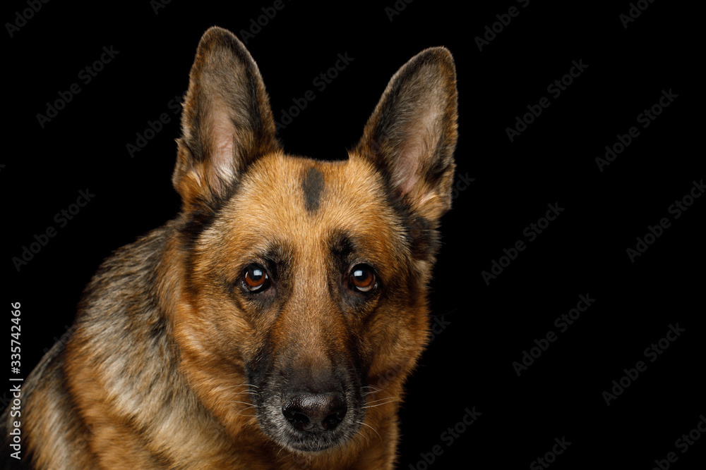 Close-up Portrait of German Shepherd Dog Gazing on Isolated Black Background