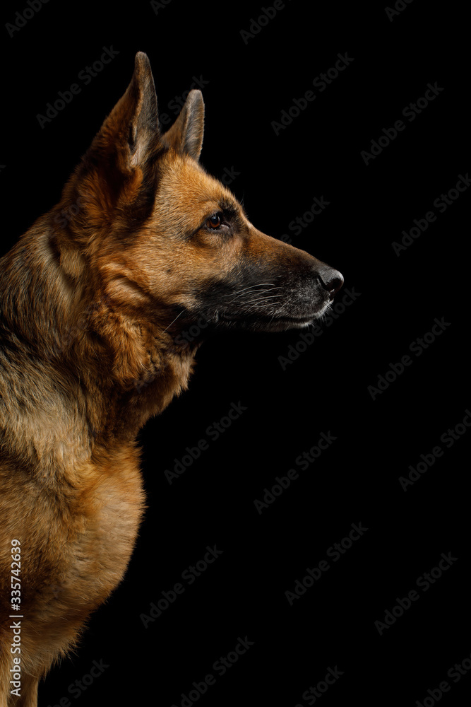 Portrait of German Shepherd Dog in Profile view on Isolated Black Background Portrait of German Shepherd Dog in Profile view on Isolated Black Background