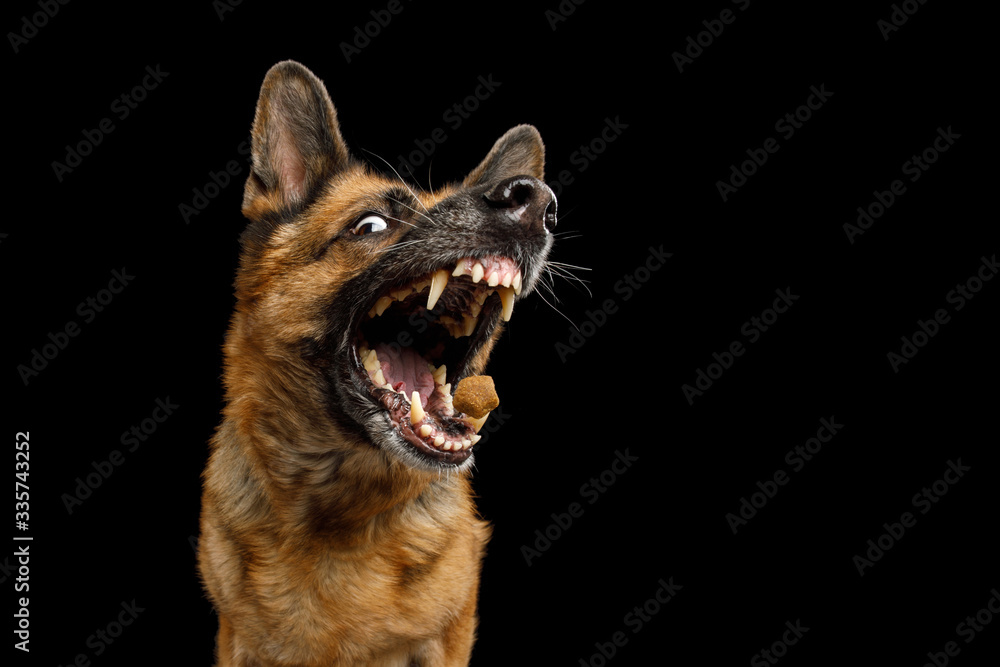 Closeup Portrait of Funny German Shepherd Dog With opened Mouth Catching treat on Isolated Black Background