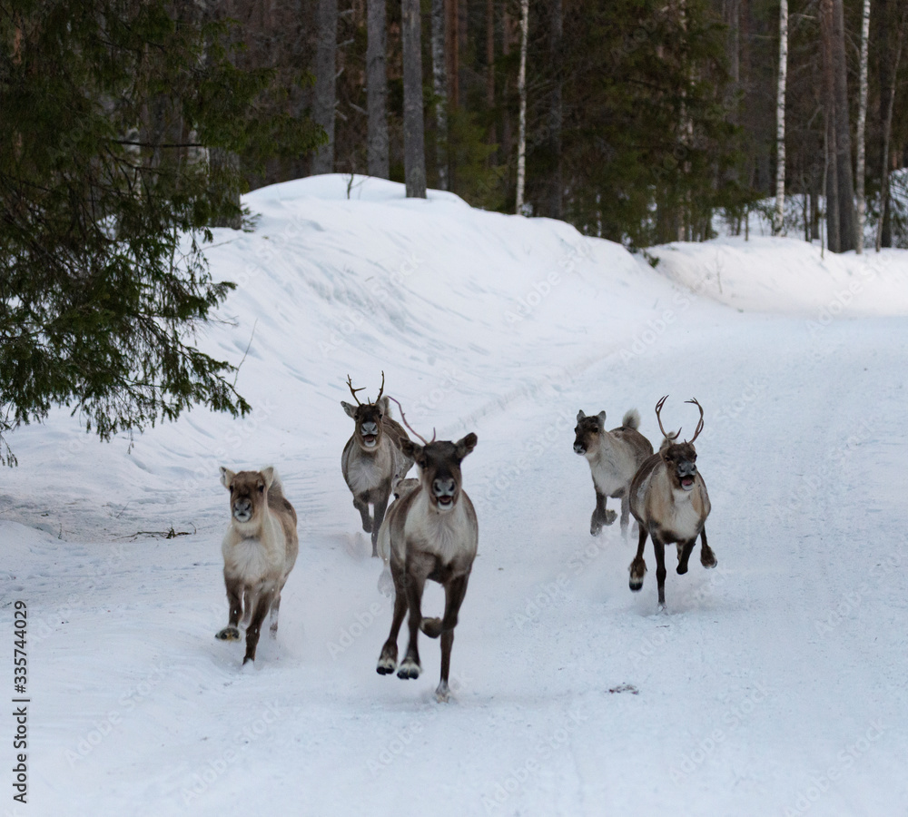 Naklejka premium Reindeers2