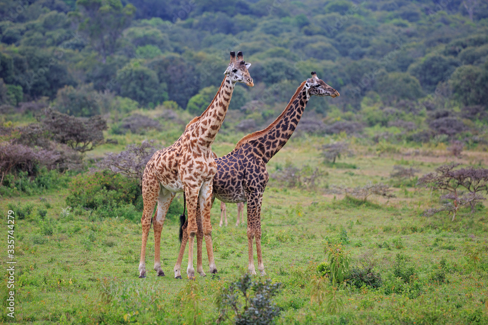 Obraz premium Massai Giraffen