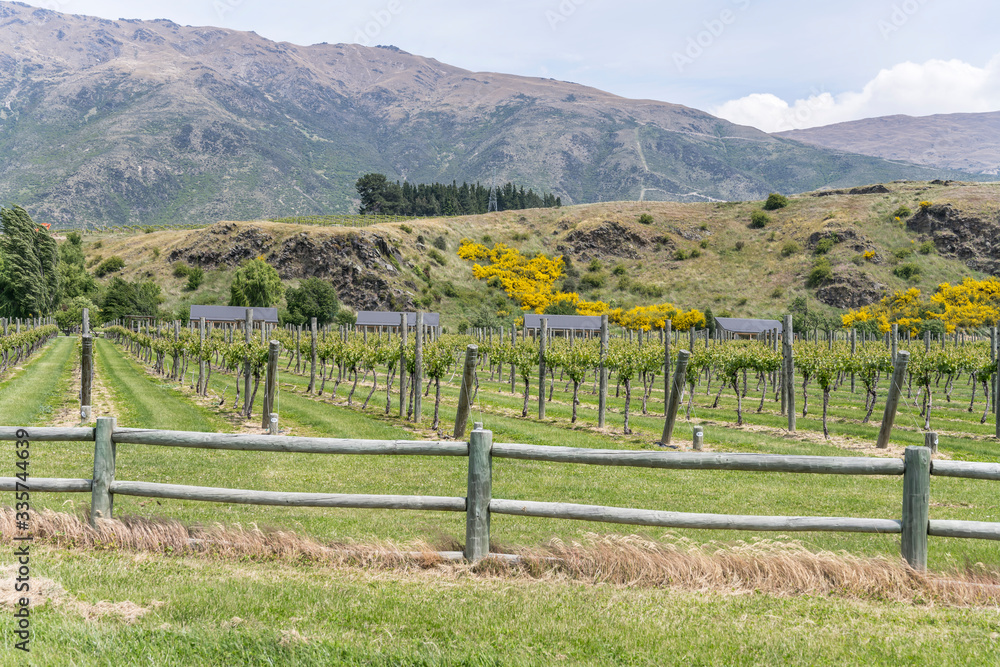 lines of vine in vineyard near Gibbston, Otago, New Zealand
