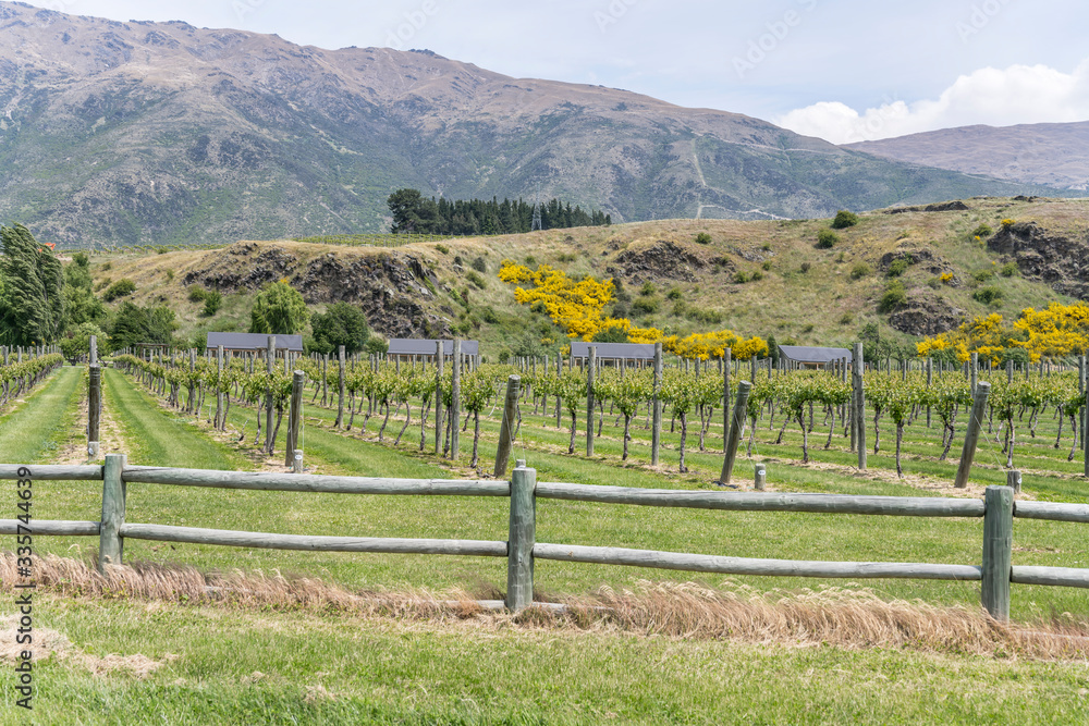 Fototapeta premium lines of vine in vineyard near Gibbston, Otago, New Zealand