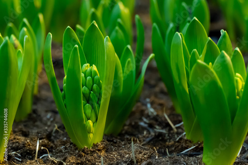 Tableau sur toile Young hyacinths sprouting from moist hoed soil. Close up