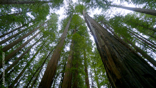 Giant red cedar trees in the Avenue of the Giants - Redwood National Park photo