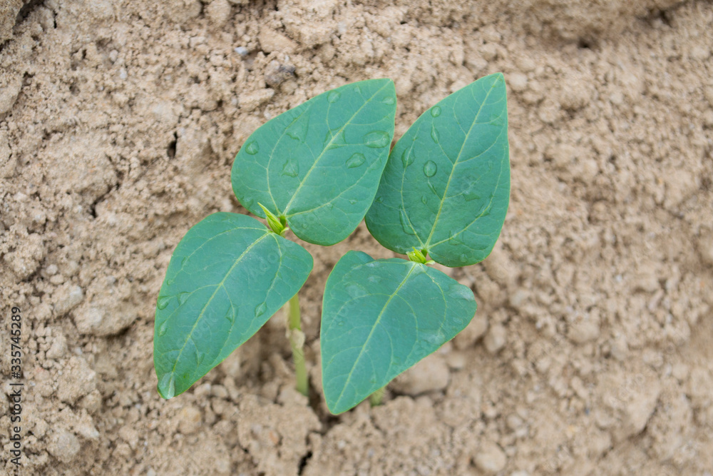 Organic yardlong bean in the farm. Organic yardlong bean in the farm.