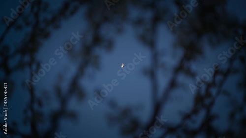 la luna inquadrata tra i rami di una pianta in primavera in slowmotion 1080p. photo